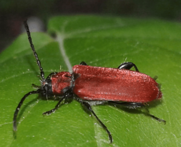 Cerambycidae : Pyrrhidium sanguineum? S.